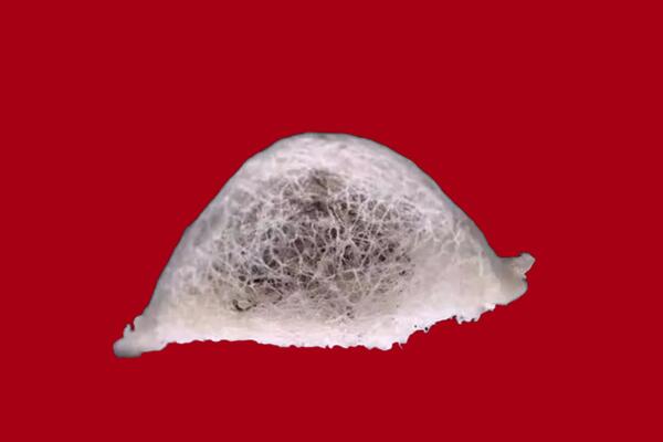 达州渠县虫草上门回收